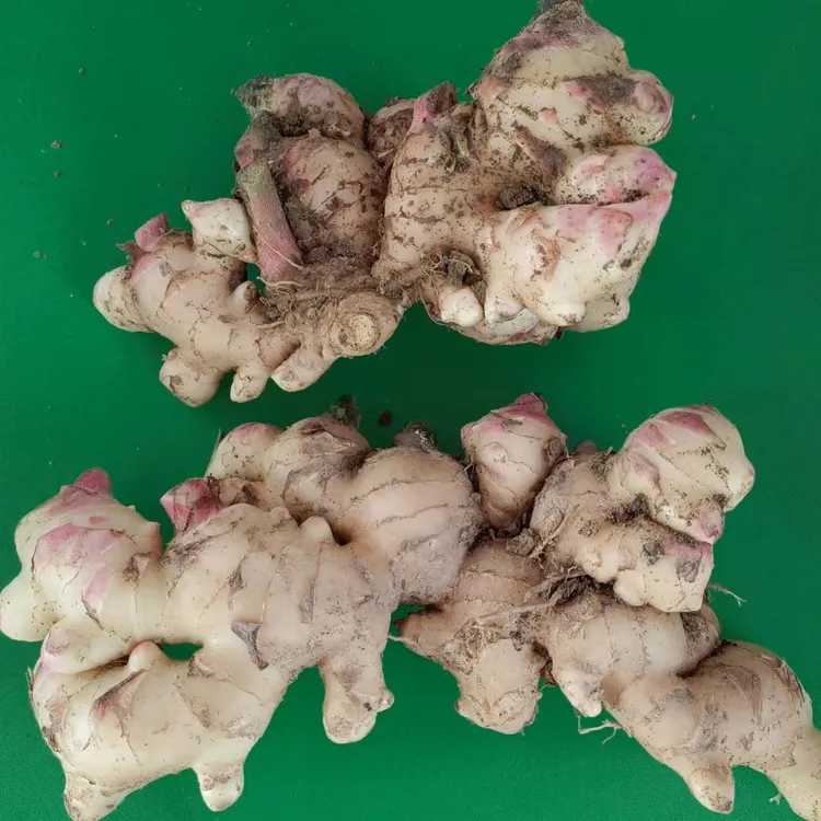 【原产地现挖现发】广西天等大肉嫰姜耐放大肉姜