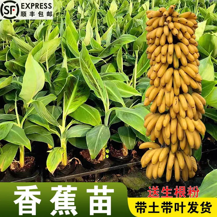 香蕉苗树苗矮化香蕉高产中焦9号蕉桂焦1号香蕉南方果树苗带土带叶商品图