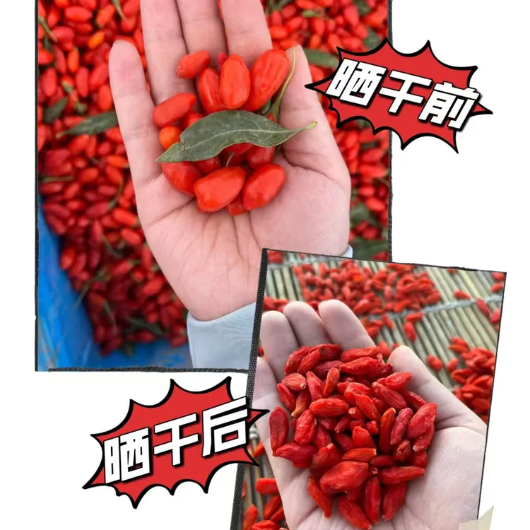 【2025头茬采摘高原红枸杞】无熏染大果颗粒泡水营养煲粥原产地特产