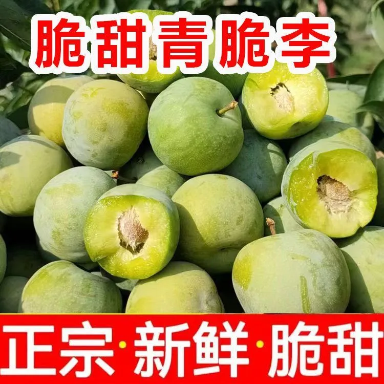 【果园现摘】正宗四川脱骨青脆李新鲜甜脆多汁应季孕妇水果包邮H