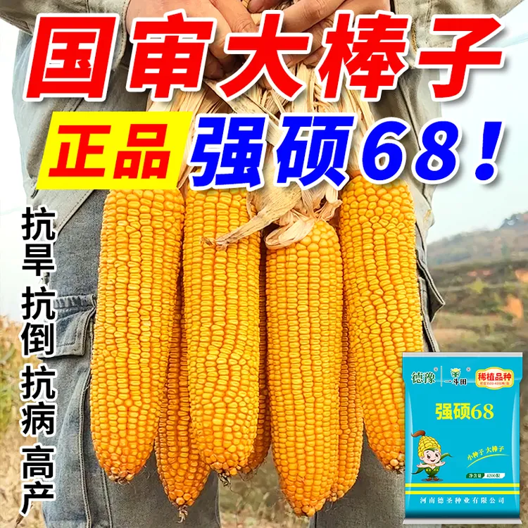 一斗田强硕68国审高产玉米种子4200粒大棒抗旱耐涝厂家直销抗倒伏商品图