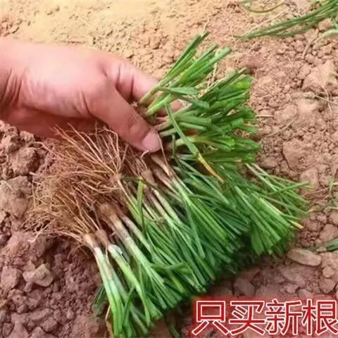 新韭菜根香韭菜根小叶韭菜根大叶韭菜根四季可栽好养活的庭院绿植