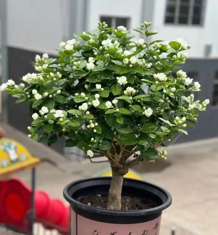 精品单杆棒棒糖茉莉花盆景一物一拍