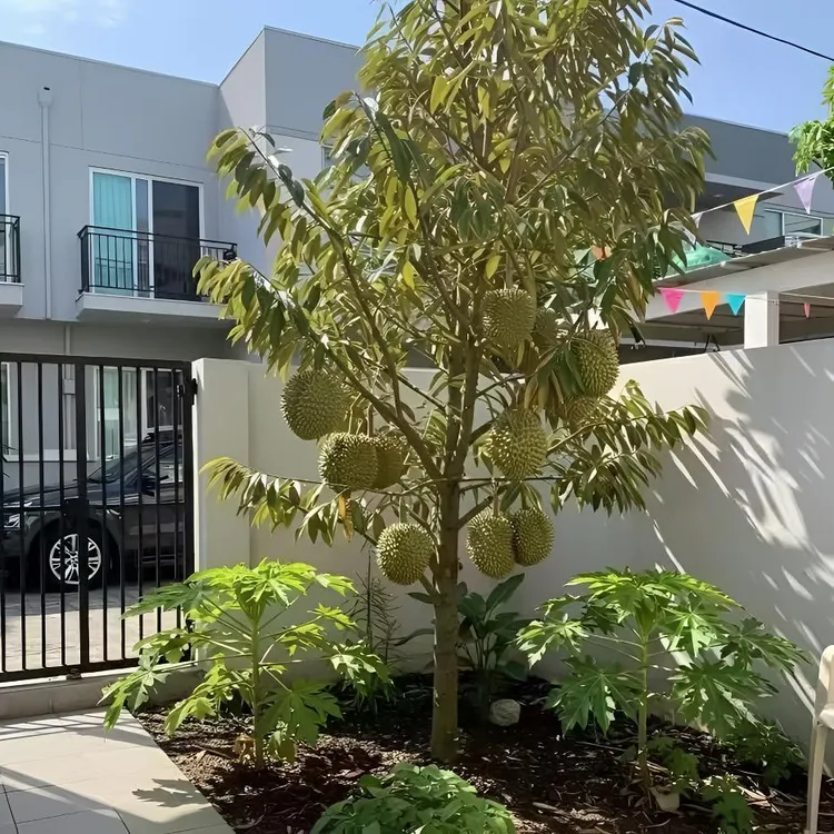 蜜企味榴莲树苗地栽盆栽南方北方种植猫山王金枕头果树苗