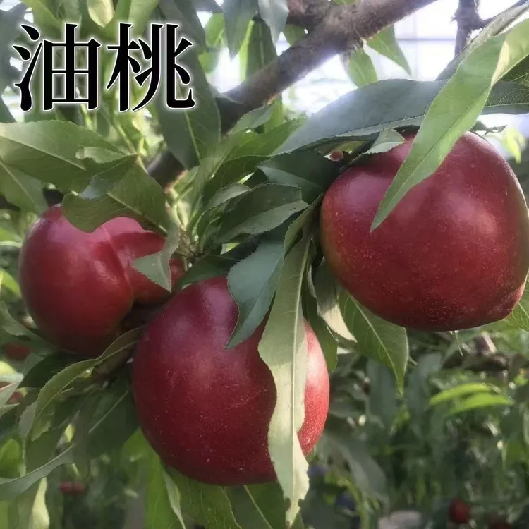 嫁接油桃果树苗南北方种植庭院种植油桃树苗盆栽地栽耐寒油桃树苗