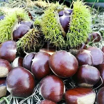 湖北深山老树农产品新鲜带壳板栗粉糯香甜人工摘选送板栗开口器