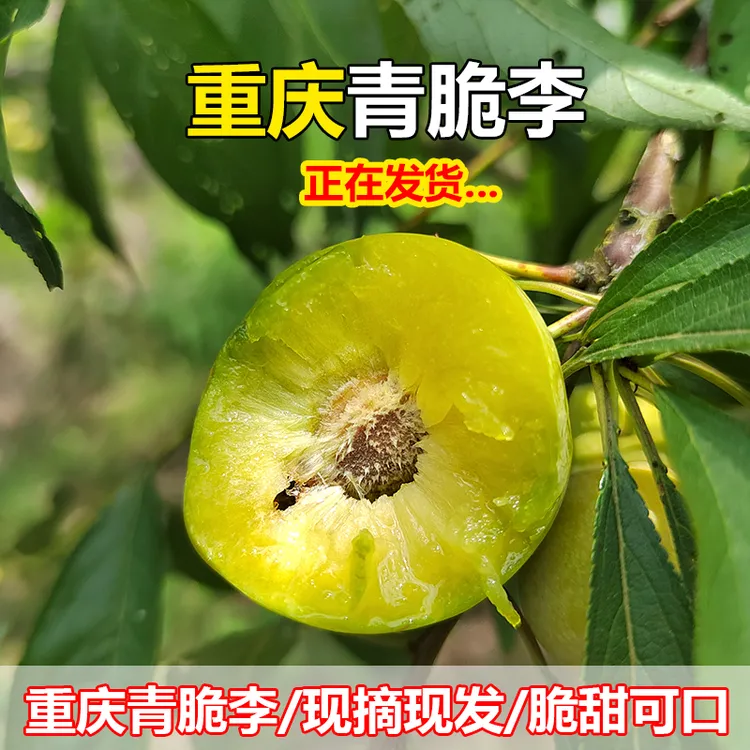 【顺丰快递】重庆晚熟青脆李脱骨李蜜脆李空心分水李应季水果5斤