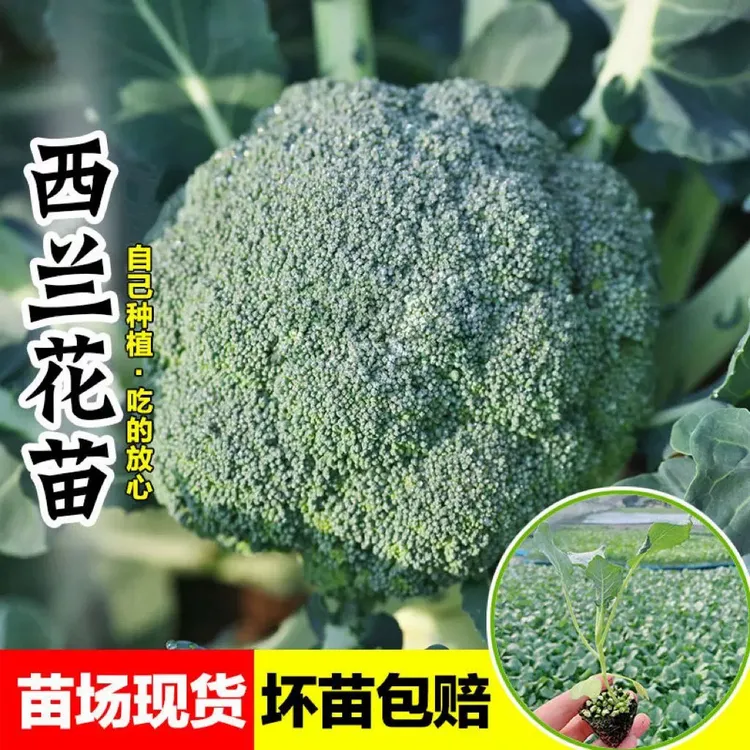 西兰花大苗有机西兰花大苗带土秧苗绿色花椰菜户外抗寒冬季易成活