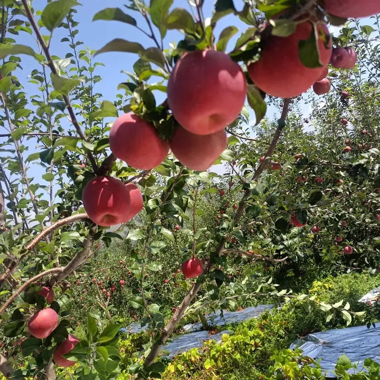 云南昭通2001丑苹果脆甜多汁现摘现发新鲜水果 孕妇小孩可吃