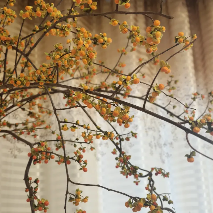 禅韵仲秋精品南蛇藤鲜切禅韵国风线型花材室内水培可永生干花装饰