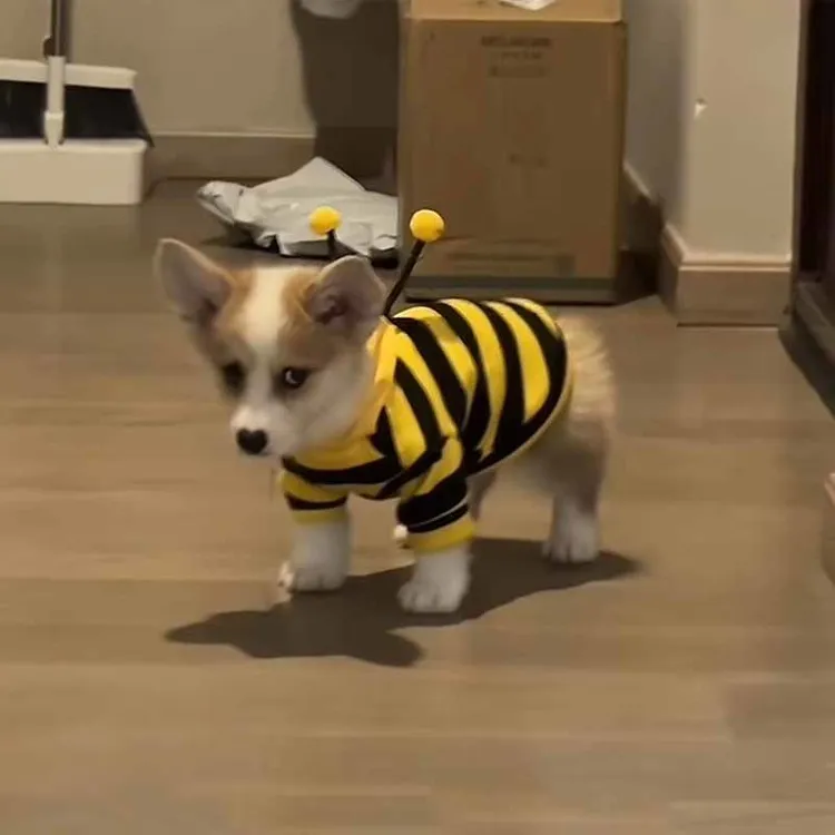 秋冬装小狗狗衣服可爱小蜜蜂卫衣柯基泰迪博美宠物猫咪衣服防掉毛