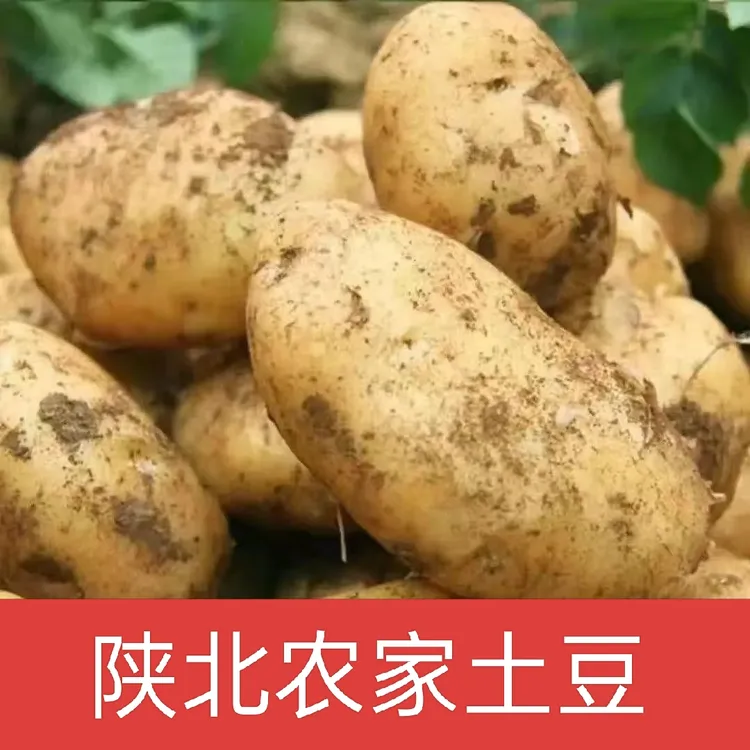 陕北老品种山地土豆 黄皮土豆  红皮土豆