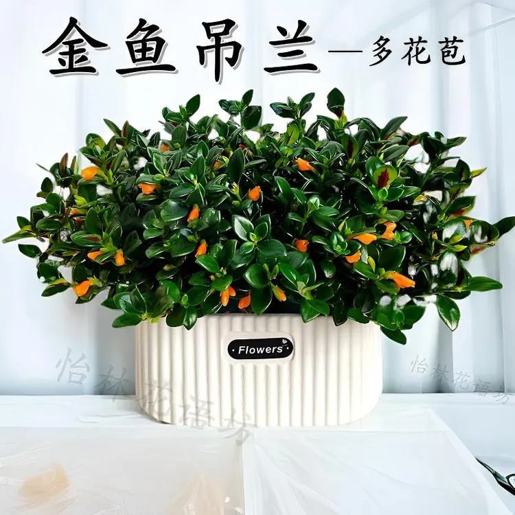 金鱼吊兰盆栽带花苞室内客厅金鱼花卉懒人植物四季开好养家养盆栽商品图