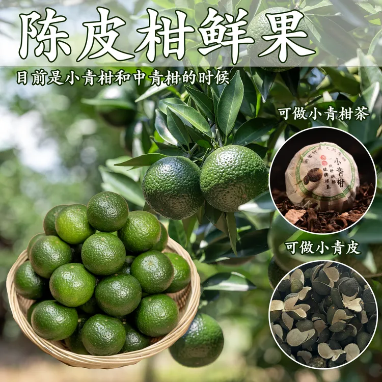 小青柑鲜果 茶枝柑 陈皮柑鲜果 做广陈皮专用 二红柑大红柑500g起