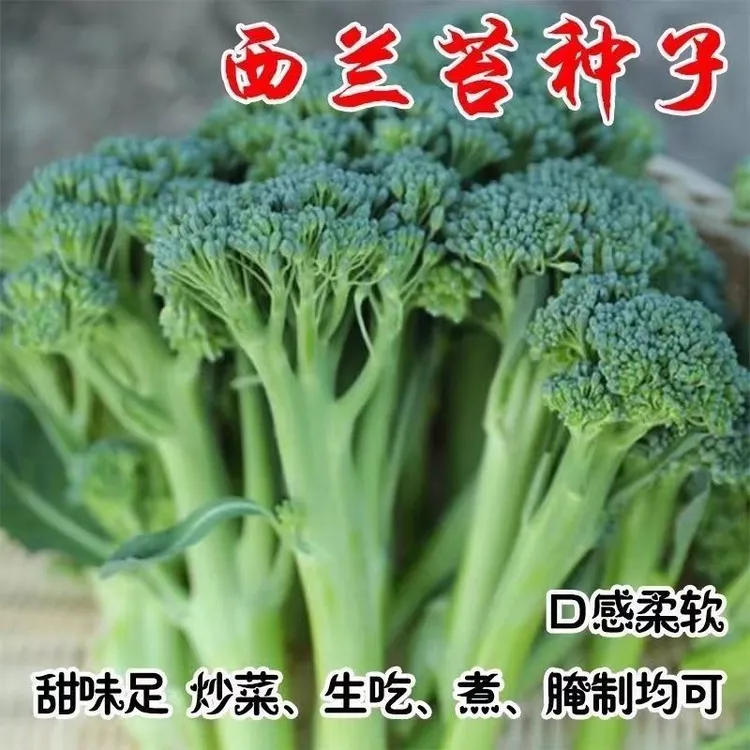 【西兰苔种子】西兰花种子芥蓝芥兰菜心种子四季蔬菜种子