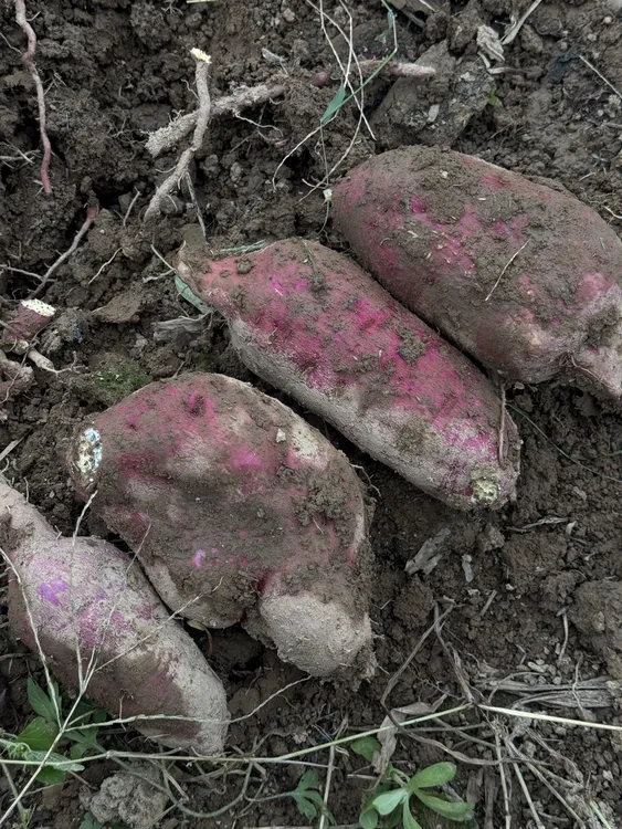 高山板栗红薯农家自种粉面香甜红薯蒸红薯烤红薯煮红薯代餐辅食