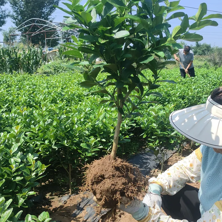 香水柠檬树盆栽佛手柑露天阳台庭院种植四季结果果树苗