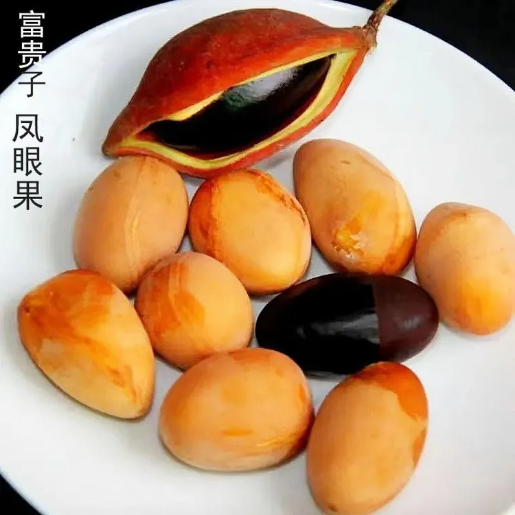广东天然野生苹婆凤眼果九层皮果富贵子七姐平婆黑皮当季果
