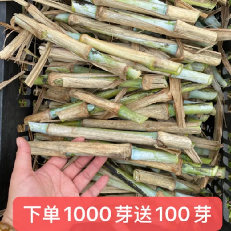 甜象草无绒毛 产量高 现砍现发货