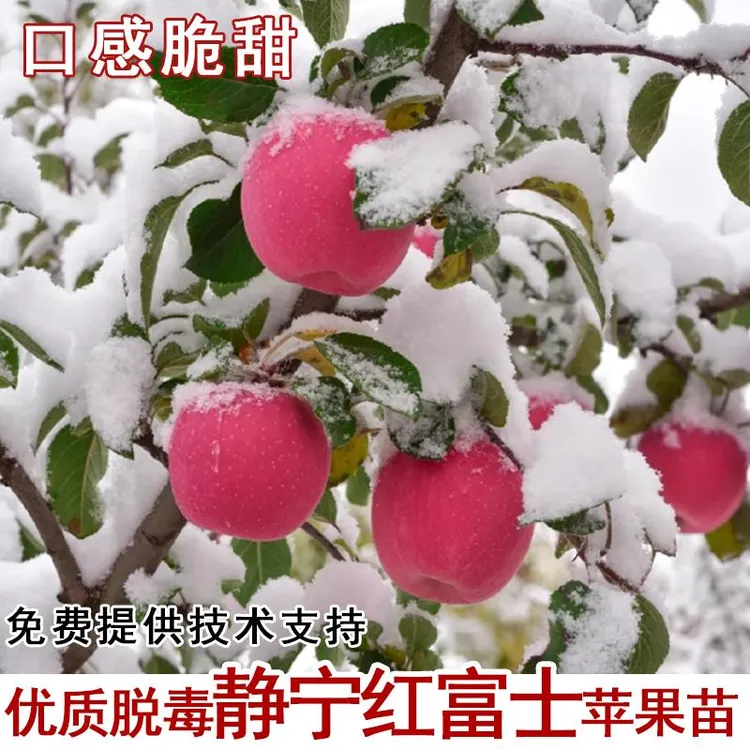 甘肃静宁红富士苹果树苗嫁接抗寒脆甜苹果苗南北方庭院种当年结果