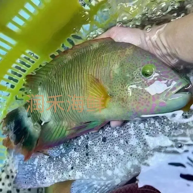 蓝骨彩眉鱼鲜活速冻刺身级蓝骨鱼顺丰包邮保质保量野生清蒸鱼新鲜