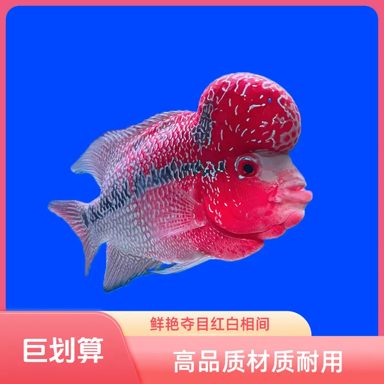 鸿运当头金花罗汉鱼活体观赏鱼渔场发货好养耐活颜直播间专用链接