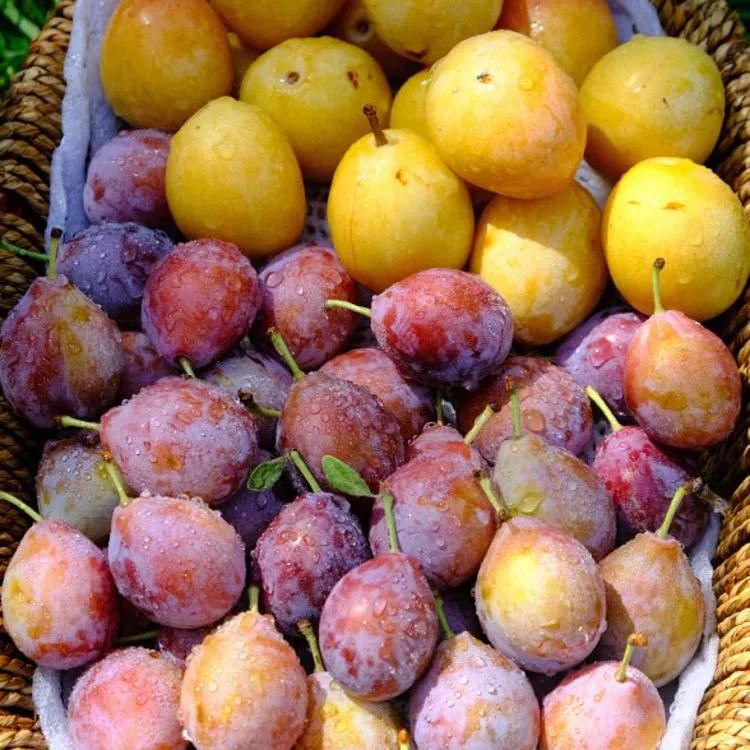 新疆双色西梅法兰西西梅 + 胭脂金西梅一次品尝2个口味顺丰冷链