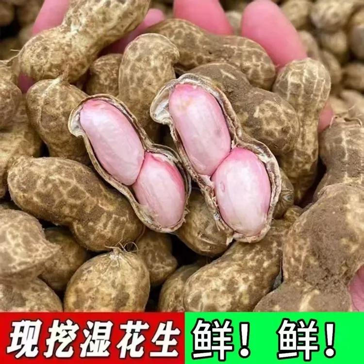 当季新鲜鲜花生2025水煮粉皮现挖农家带壳可水煮新鲜带壳湿花生
