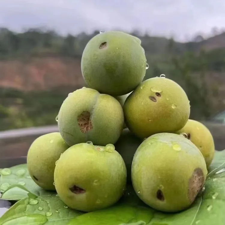 （疤果顺丰）贵州六马正宗蜂糖李新鲜应季水果纯甜脆爽可口产地直发