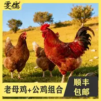 【娟娟1】3只2年母鸡+赠1只大公鸡组合装4只净重9-10斤支持试吃一只
