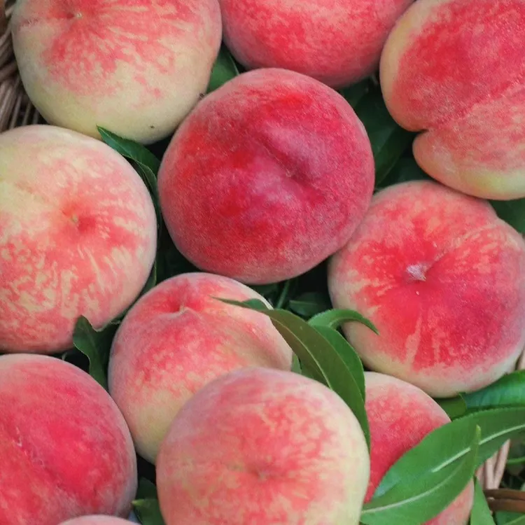 【省内北京九号】秦安核心产区高山水蜜桃蜜桃坏果包赔