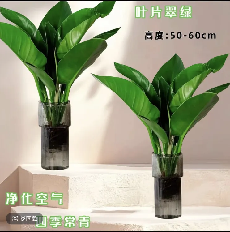 【50-60高】水培土培大叶金钻吸毒王绿植室内桌面净化空气好养护