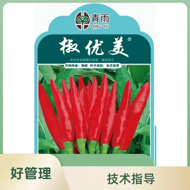 椒优美大簇好管理三樱椒