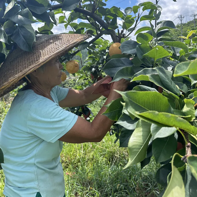 贵州高原阿姨家自种黄金梨脆甜多汁果肉细腻化渣