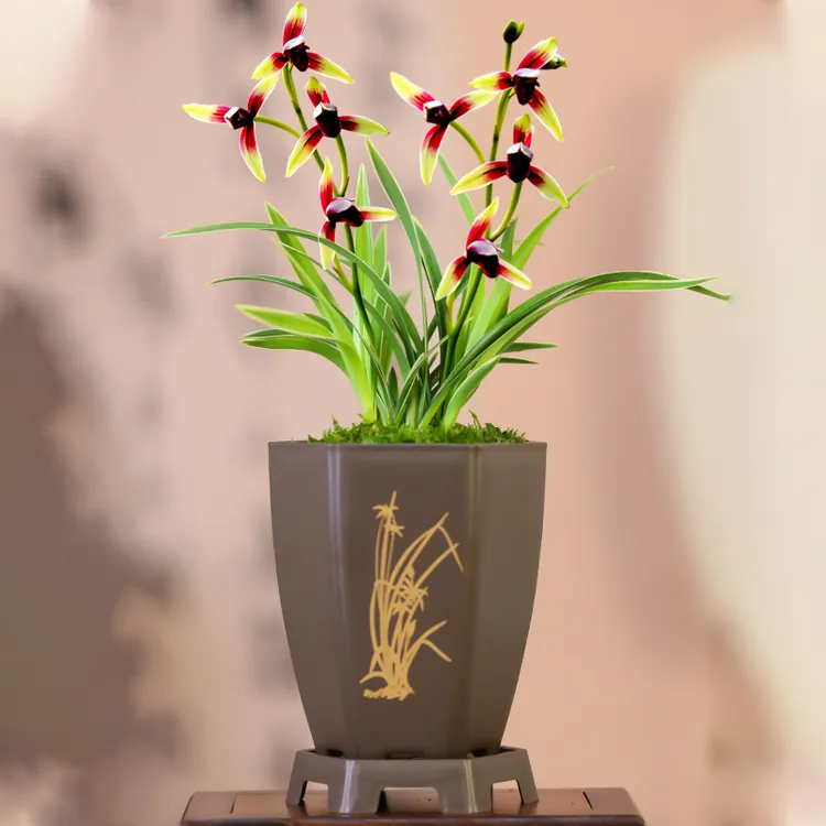 【金边兰花苗】金尊红颜 建兰矮种兰花艺草 精品兰花名贵优美铭品商品图