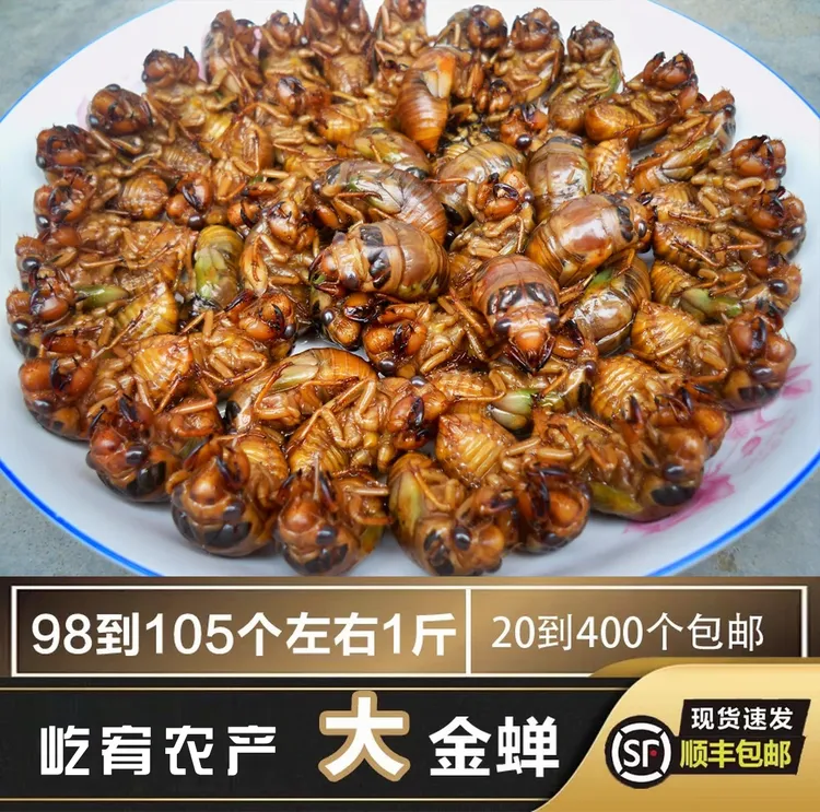 顺丰包邮2025年爬叉知了猴唐僧肉金蝉白蝉50只100只200只400只