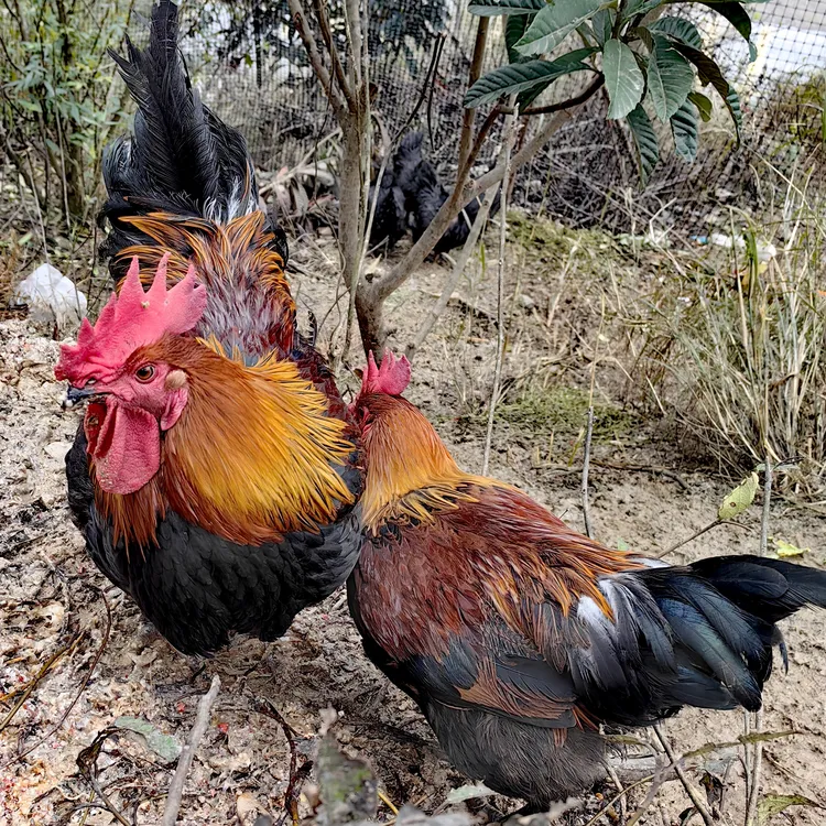 农村山地放养大公鸡老母鸡农家散养鸡肉新鲜清炖红烧整只1-5年