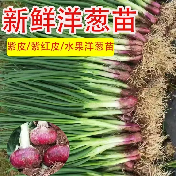 山东洋葱苗秧苗水果洋葱苗紫皮洋葱苗红皮洋葱苗冬季蔬菜种苗