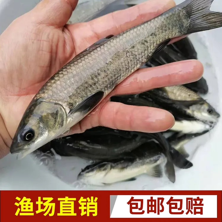 螺丝青鱼黑皖鱼黑青草鱼包邮广东惠州包邮直发观赏