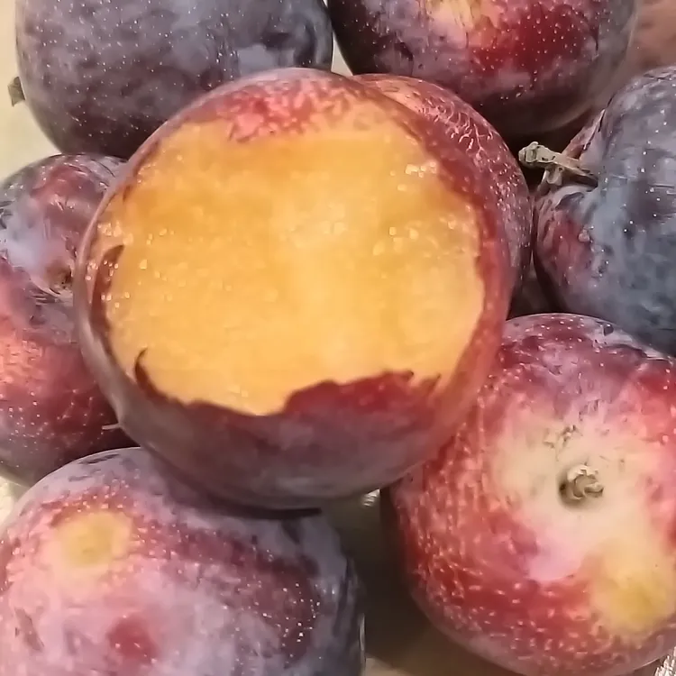新疆脆红李新鲜应季水果脱骨脆甜多汁现摘现发李子