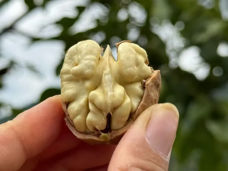大凉山老树现摘去皮新鲜湿核桃孕妇孩童零食