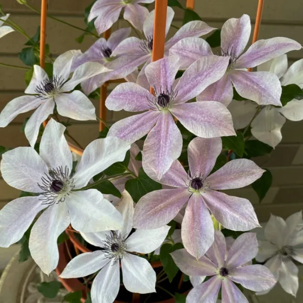 铁线莲淡墨爬藤庭院花卉盆栽植物好养活绿植多季开花耐阴阳台花园