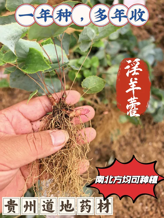 贵州箭叶淫羊藿三枝九叶草籽育苗高含量育苗芽苗优选淫山羊藿图片