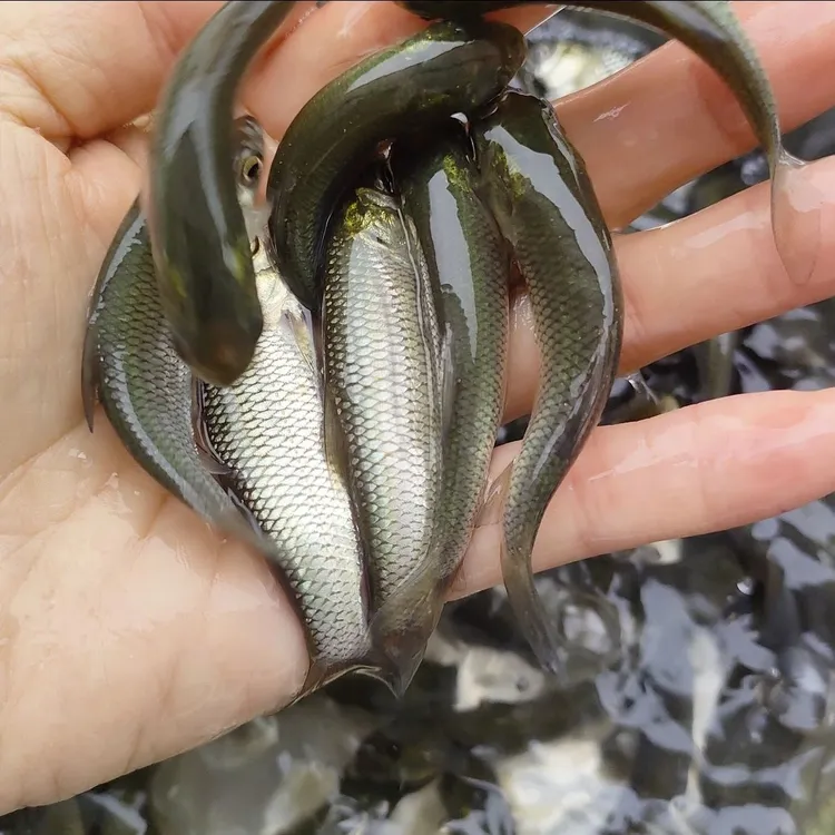 草棒  水族活体鱼