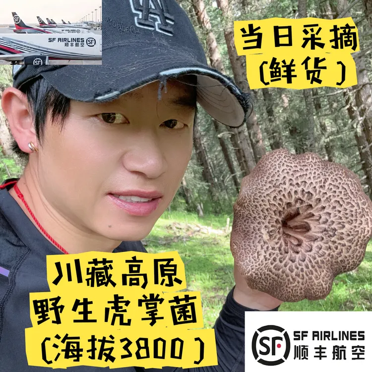 川藏黑虎掌菌10月当日采摘川西高原甘孜州色达海拔3800以上野生菌