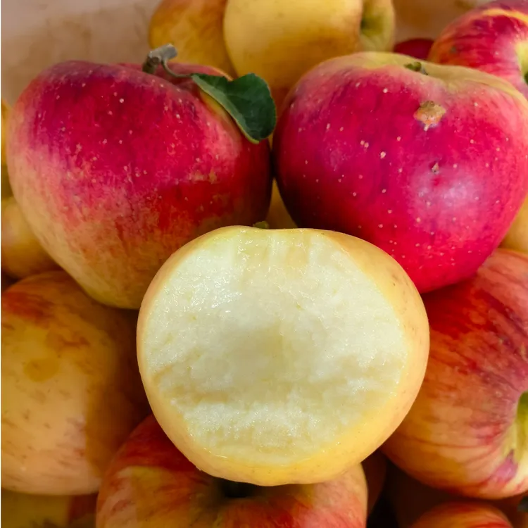 顺丰现摘云南昭通丑苹果新鲜水果脆甜多汁高原冰糖心小苹果2.8斤