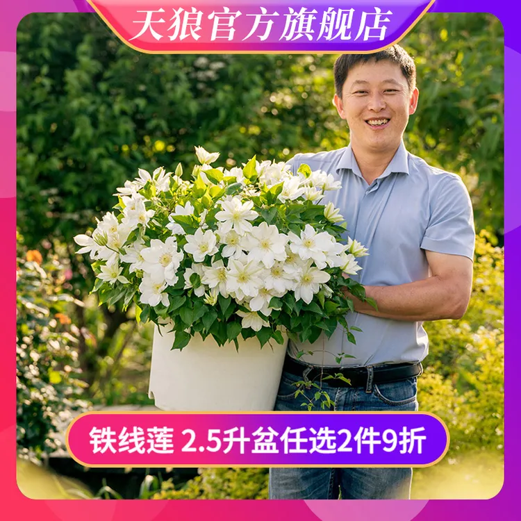 天狼 铁线莲花爬藤乌托邦约瑟芬等庭院阳台盆栽花卉爬藤植物