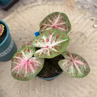 芭提雅泰国彩叶芋11-0928