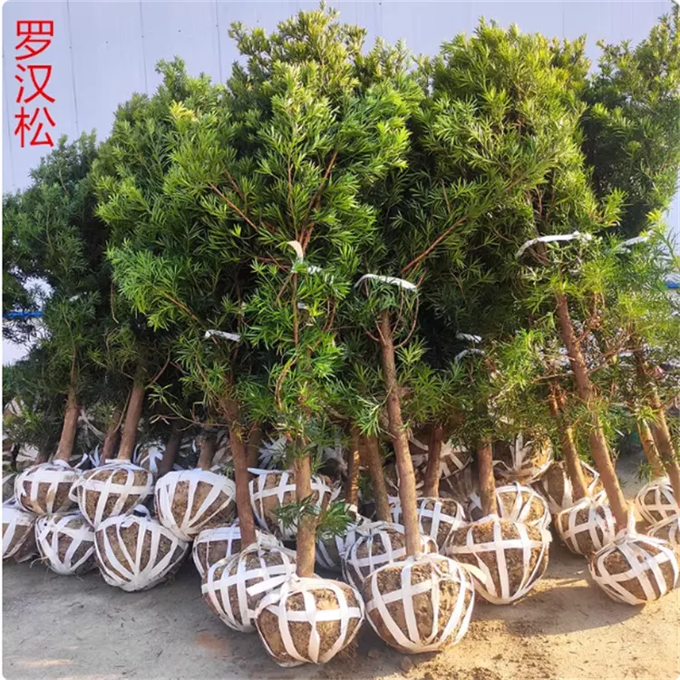 罗汉松树苗大树雀舌迎客松庭院别墅楼顶地栽可造型盆栽盆景绿植物