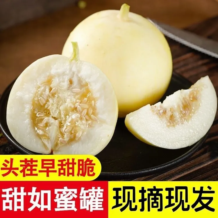 【现摘包甜】正宗头茬山东小蜜蜂甜瓜蜜罐甜瓜星甜20早甜脆香瓜新鲜